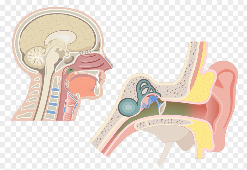 Nose Pharynx Larynx Anatomy Adenoid Eustachian Tube PNG