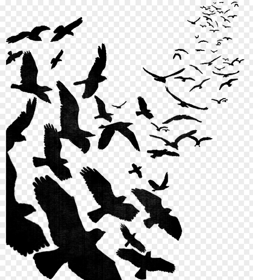 Sona Sign Bird Flight Flock Image PNG