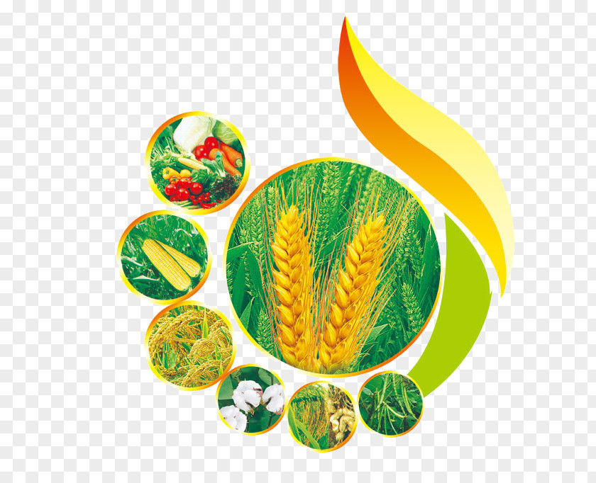 Wheat Creative Graphic Design PNG
