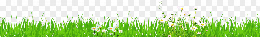 Green Grass Flower Decoration Free Material Wheatgrass Close-up Sunlight Computer Wallpaper PNG