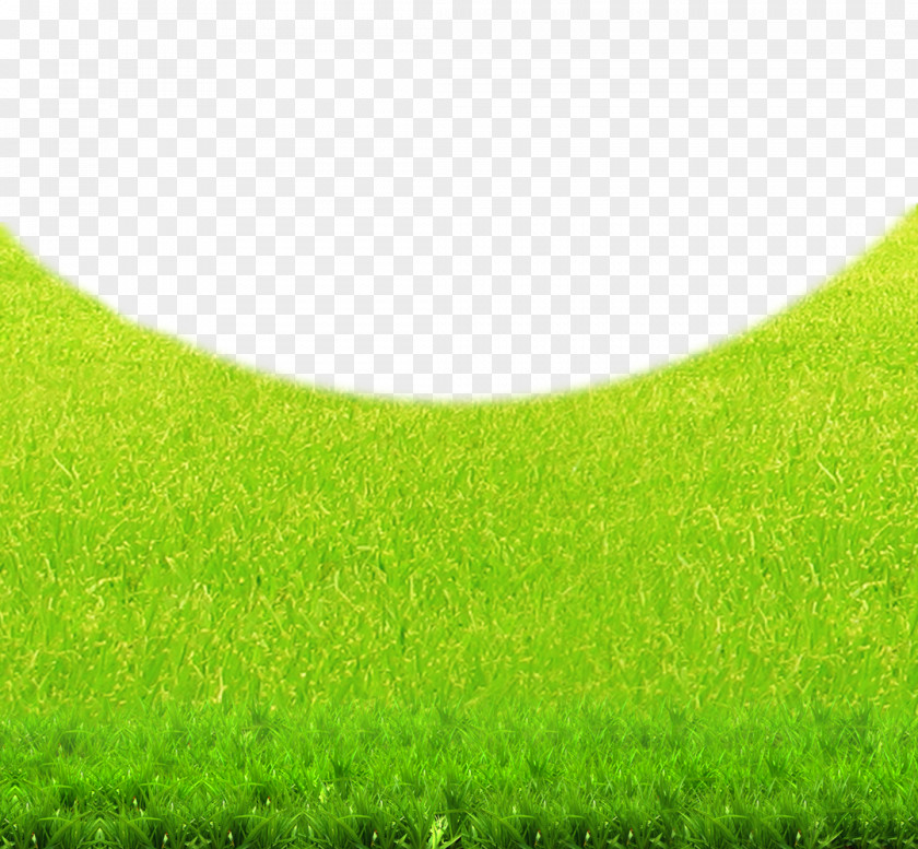 Green Lawn Natural Environment Background Grasses Grassland Wallpaper PNG