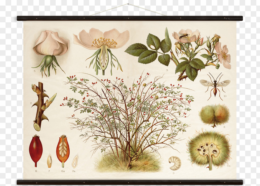 Hundsrose Botany CanvasWall Chart Floral Design Rosa Canina PNG