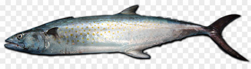 Mackerel Speckle Park Oily Fish Angus Cattle Animal PNG