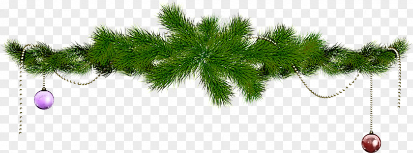 Pine Family Red White Tree Plant American Larch Leaf PNG