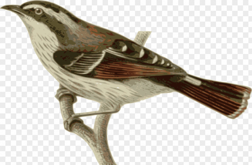 Retro Feather Bird Penguin House Sparrow Branch PNG