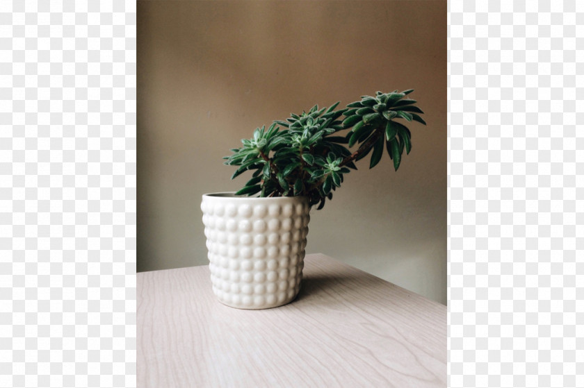 SUCULENTA Houseplant Ceramic Flowerpot PNG