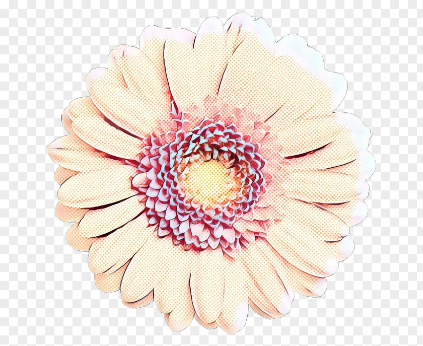 Transvaal Daisy Cut Flowers Chrysanthemum PNG