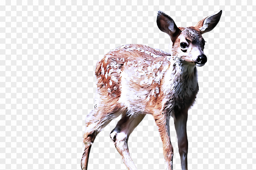 Wildlife Deer Musk Roe Fawn PNG