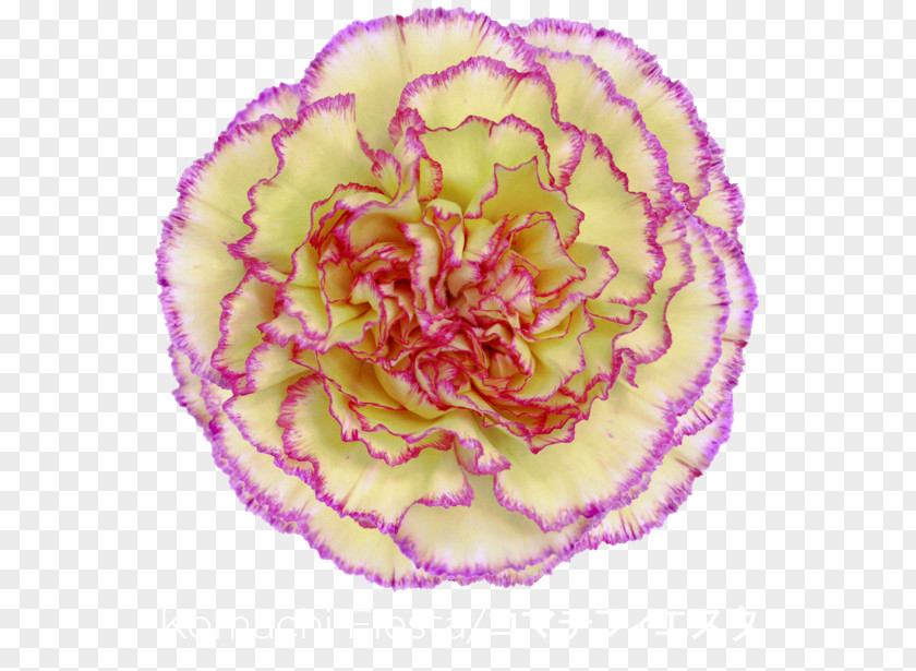 Fiesta Flowers Carnation San Antonio 2017 Cut Cabbage Rose PNG
