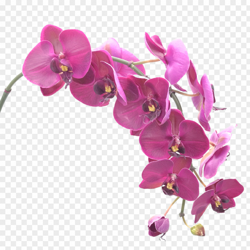 Flower Moth Orchids Singapore Orchid PNG