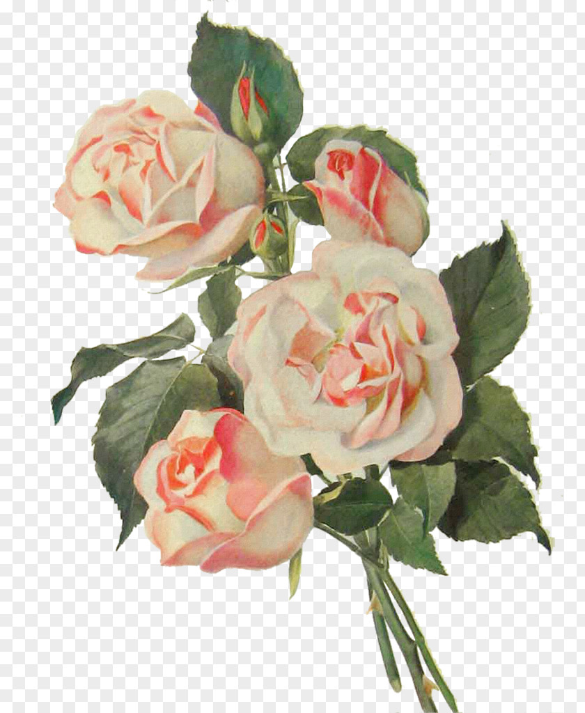 Pink Rose Bouquet Flower PNG