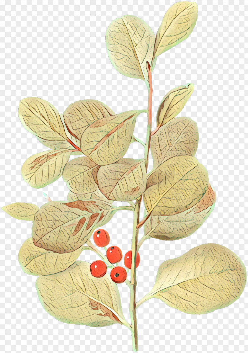 Viburnum Twig Palm Trees PNG