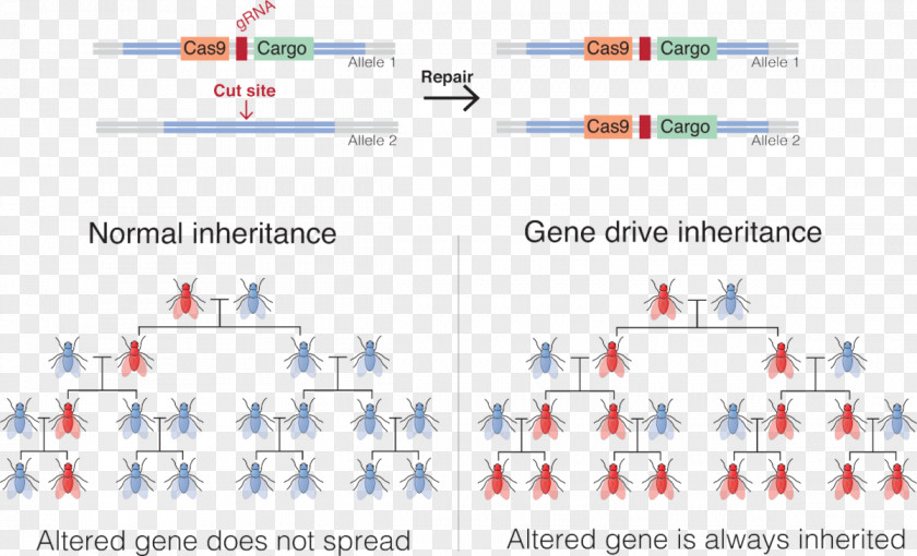 Cassava Gene Drive Genetics Mosquito Genetic Engineering PNG