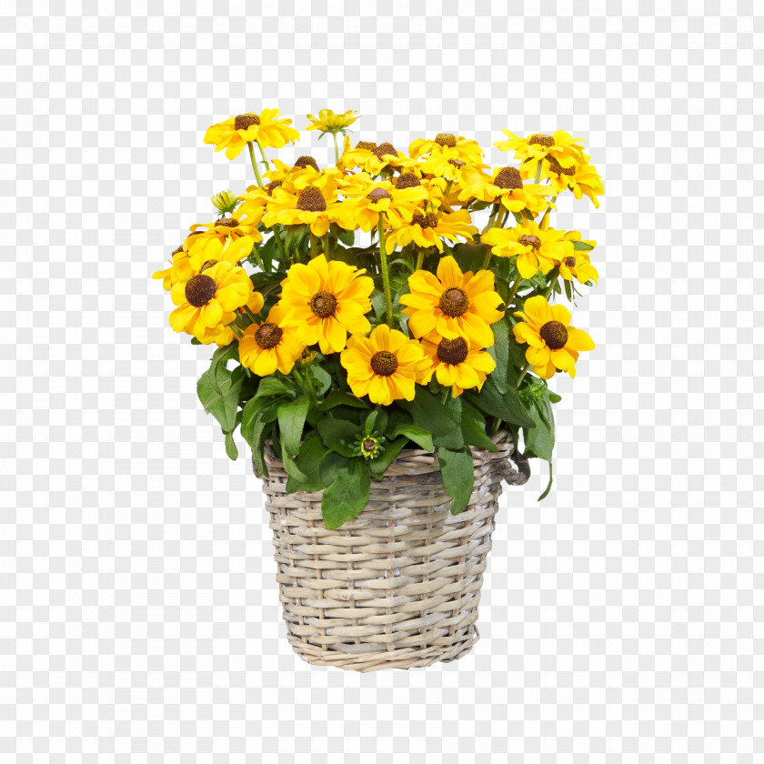 Chrysanthemum Common Sunflower Floral Design Transvaal Daisy Cut Flowers PNG