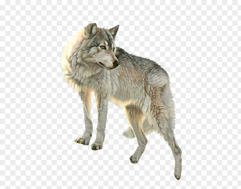 Dog Arctic Wolf Clip Art PNG