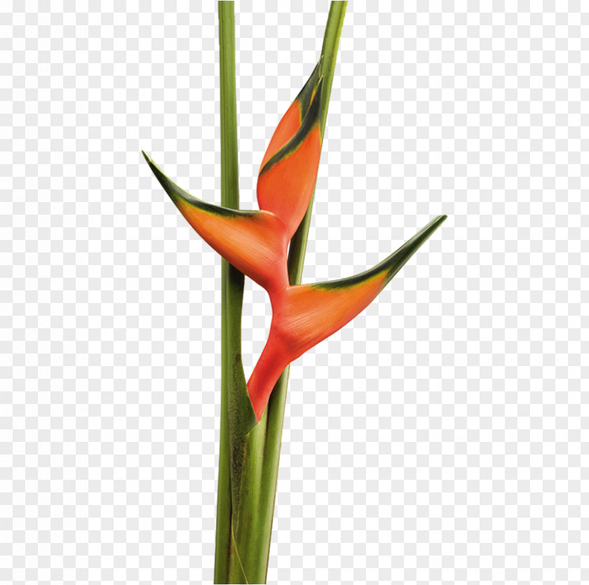 Flower Heliconia Bihai Rostrata Tropics Chartacea PNG