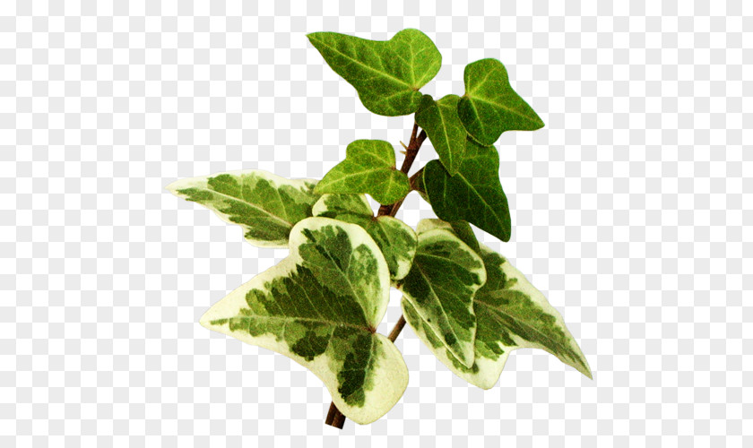 Leaf Vegetable Herb Spring Greens Ivy PNG