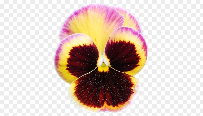 Pansy Close-up PNG