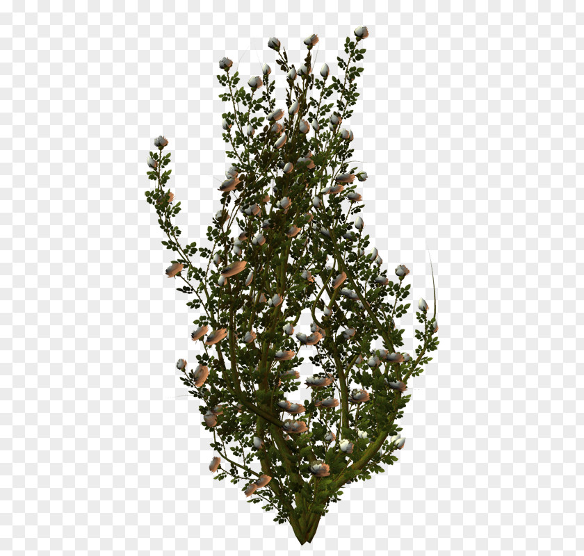 Photinia OBI Shrub Garden Spruce PNG