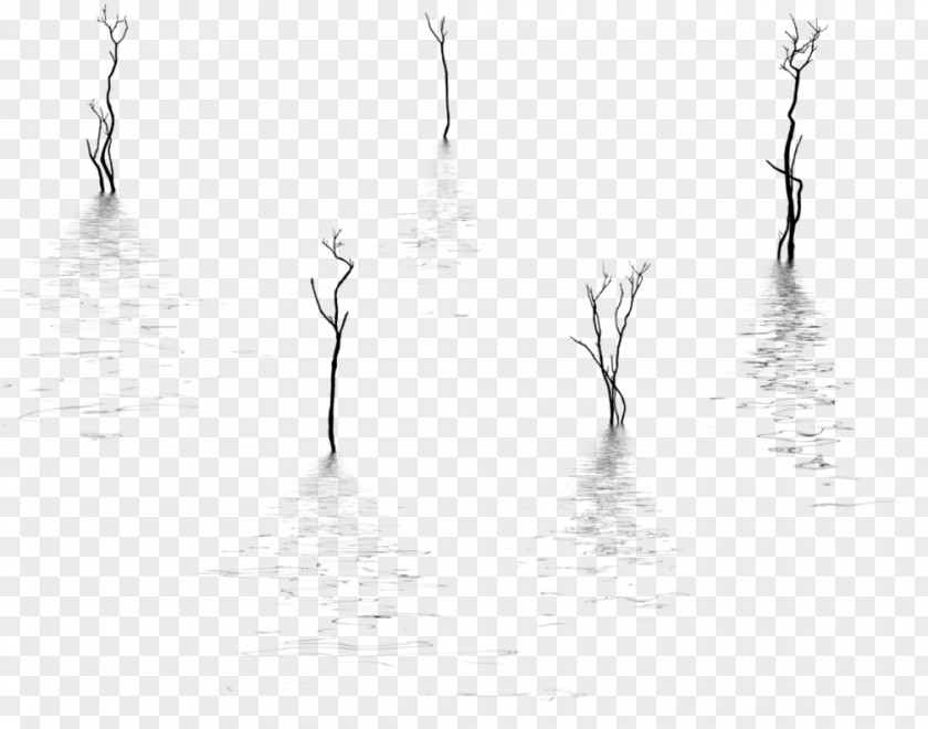 Reflection Monochrome Photography Tree PNG