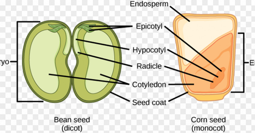 Rice Germination Dicotyledon Monocotyledon Embryo Seed PNG