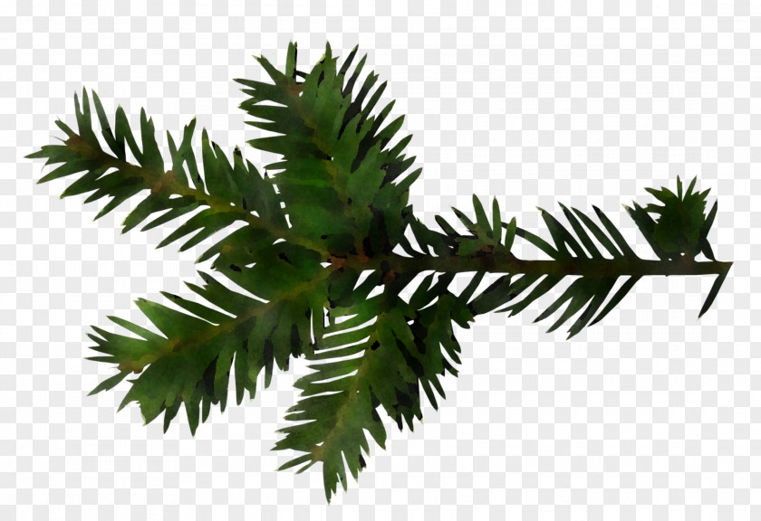 Sitka Spruce Colorado Balsam Fir Yellow Shortleaf Black Oregon Pine Tree PNG