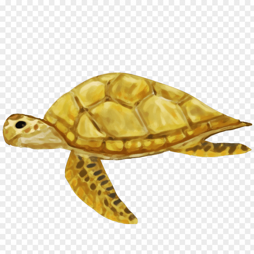 Turtle Box Turtles Sea Tortoise PNG