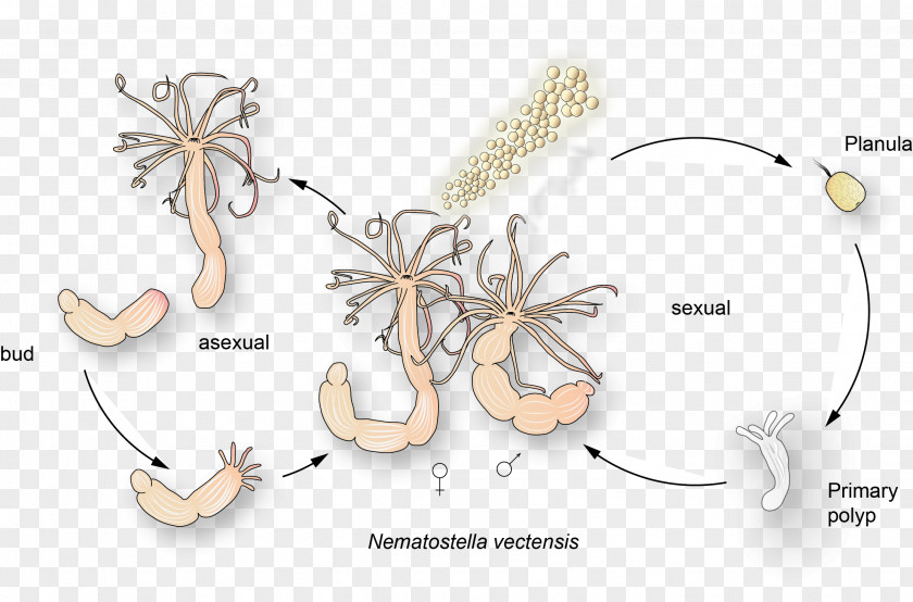 Butterfly Starlet Sea Anemone Biological Life Cycle Cnidaria Coelenterata PNG