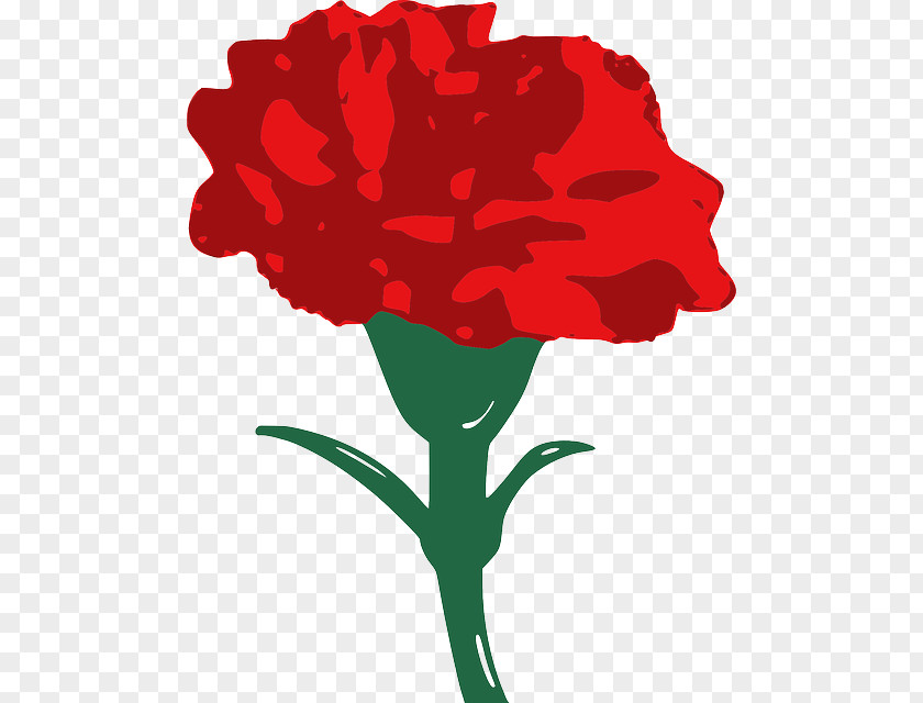 Carnations Carnation Clip Art PNG