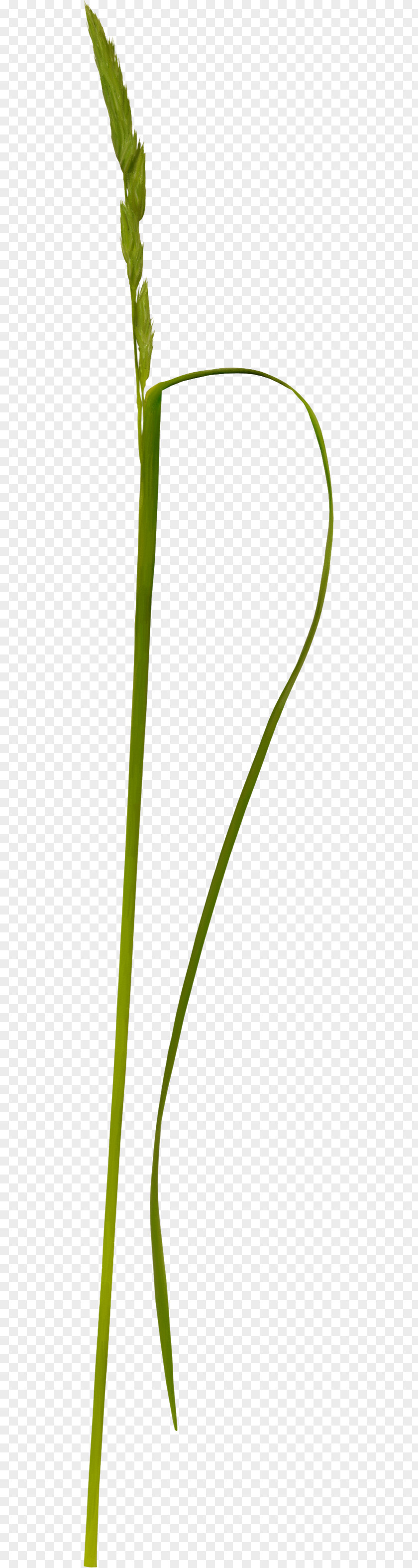 Green Grass Grasses Weed Clip Art PNG