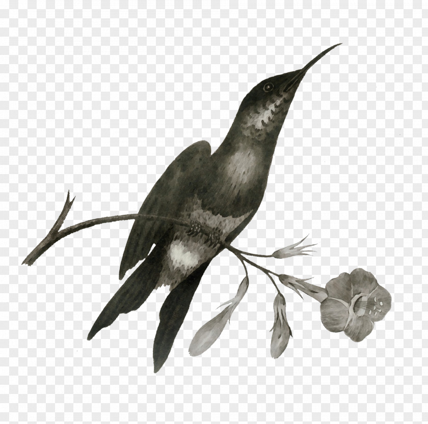 Hummingbirds Art Forms In Nature Birds Drawing Violetear PNG