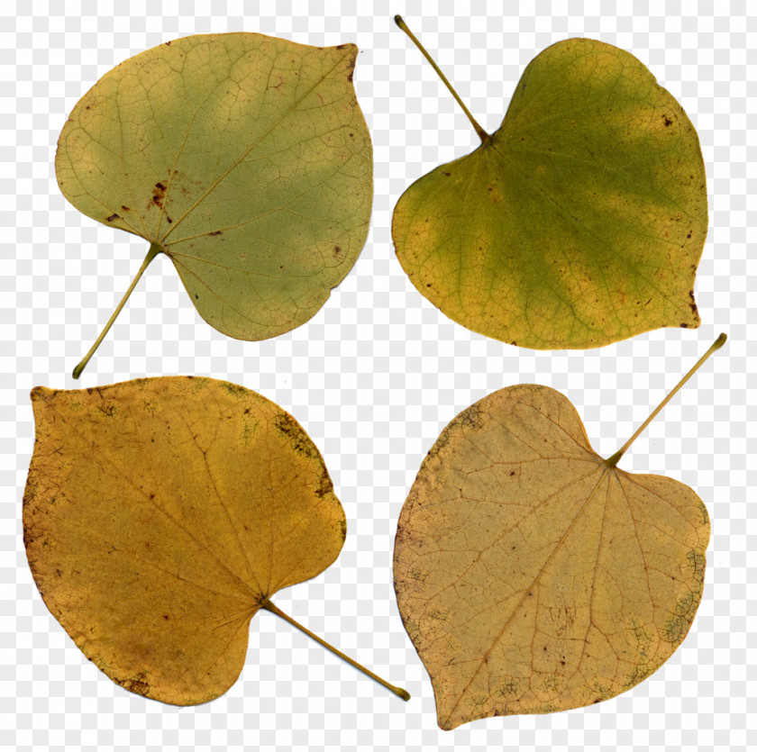 Leave The Eastern Redbud Leaf Tree Bark PNG