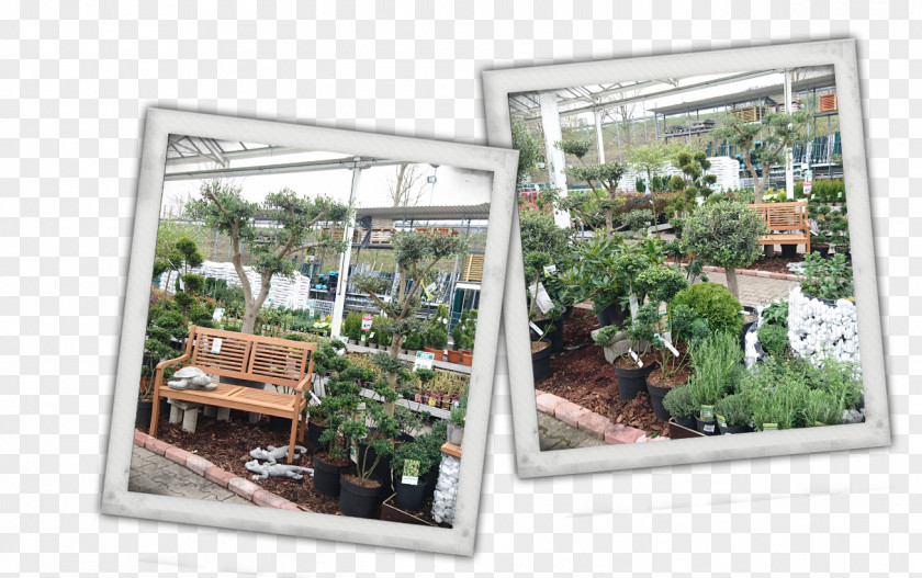 Ling Bauking Hagebaumarkt DIY Store Houseplant PNG