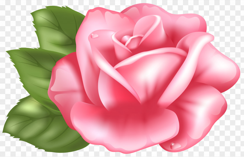Pink Rose Transparent Clip Art Image PNG