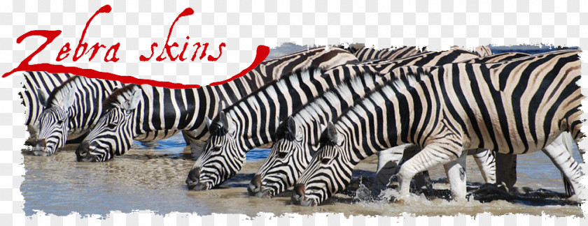 Zebra Skin Quagga Horses Zorse PNG