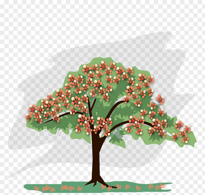 Drawing Royal Poinciana Draw Trees Clip Art PNG