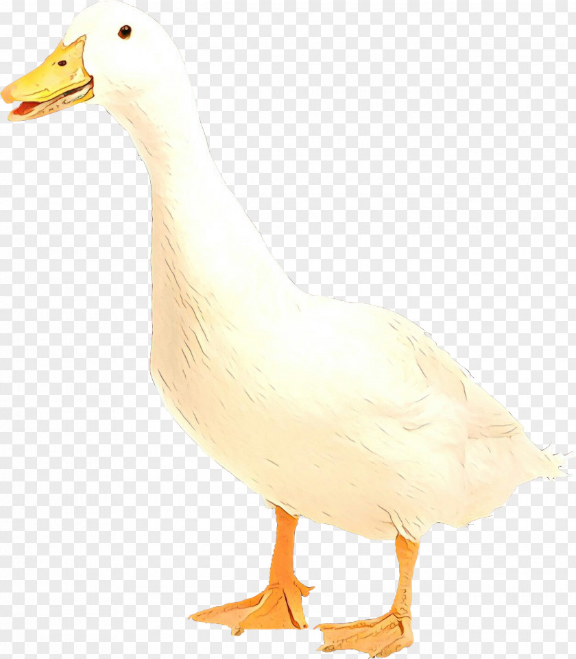 Duck Goose Mulard Fauna Beak PNG