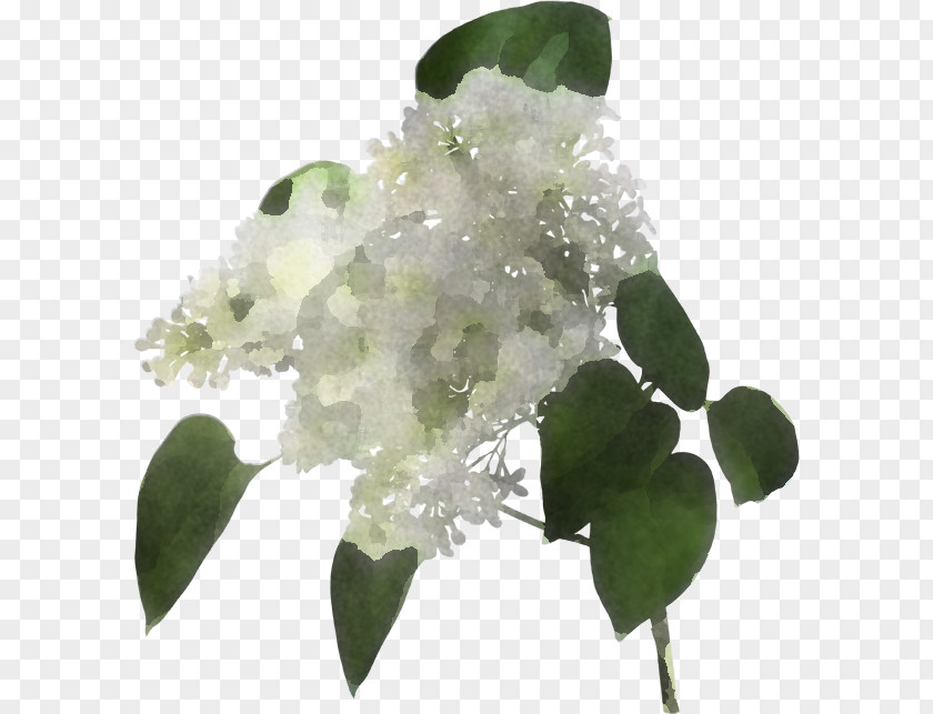Flower White Plant Leaf Lilac PNG
