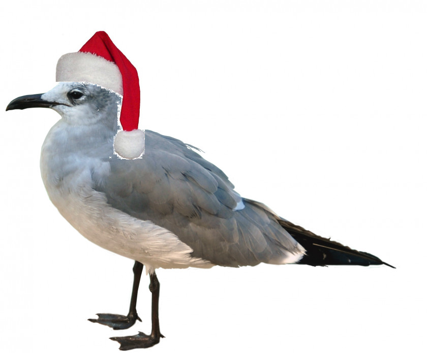 Gull Bird Clip Art PNG