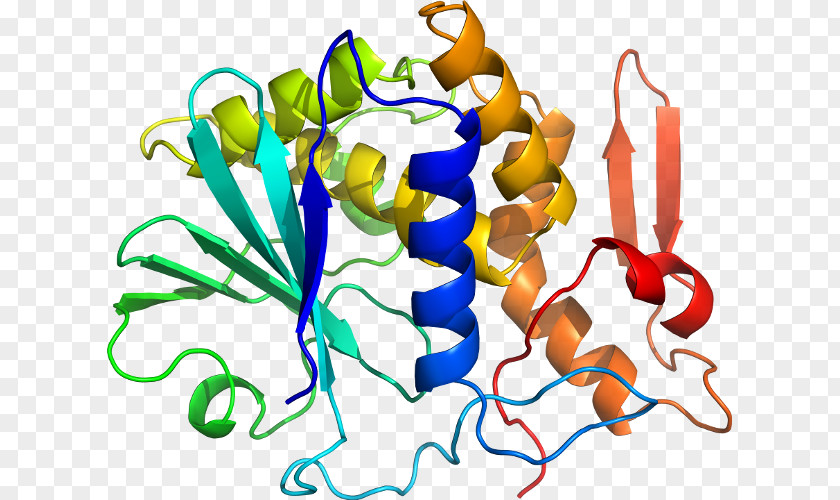 Lectin Mistletoe Protein Plant Cytotoxicity PNG