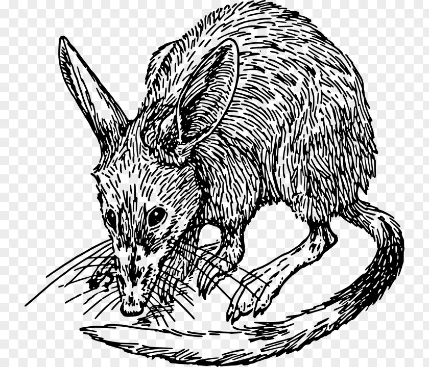 Mouse Bandicoot Clip Art PNG