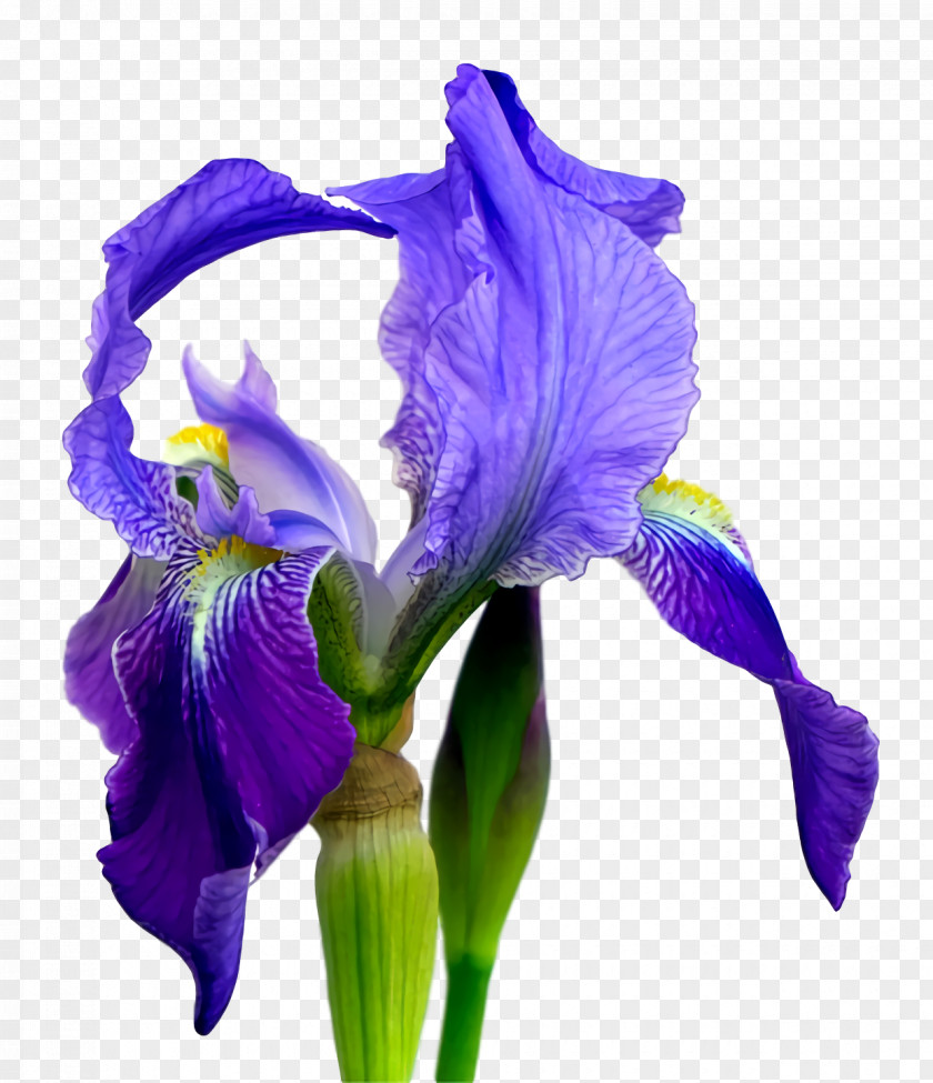 Northern Blue Flag Orris Root Cut Flowers Purple Petal PNG