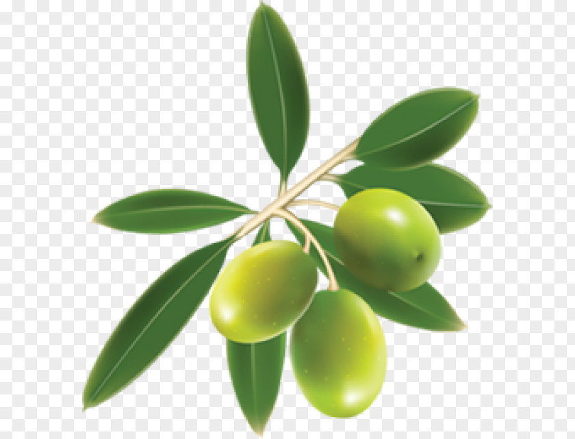 Olive Family Fruit Tree Background PNG