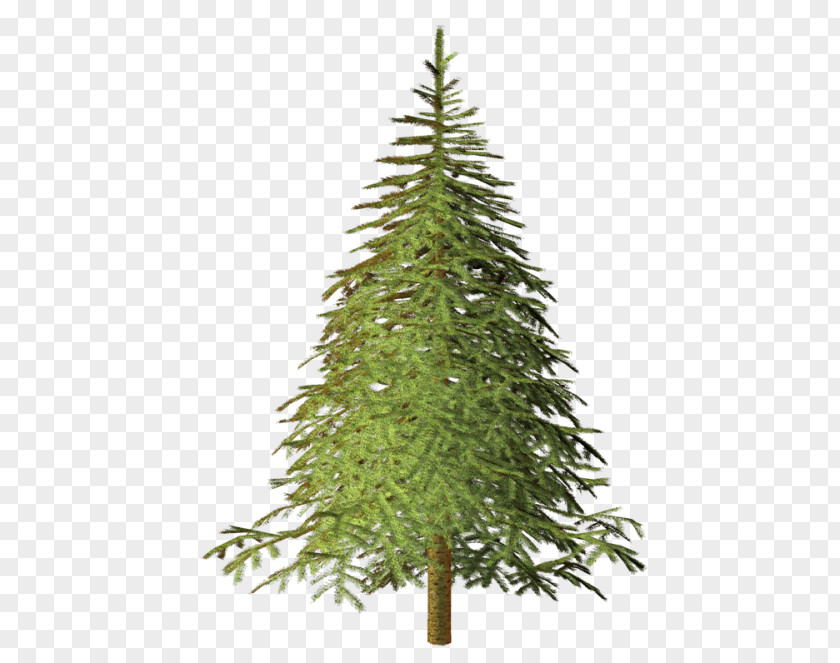 Spruce Vs Fir Pine Conifers Larch Tree PNG