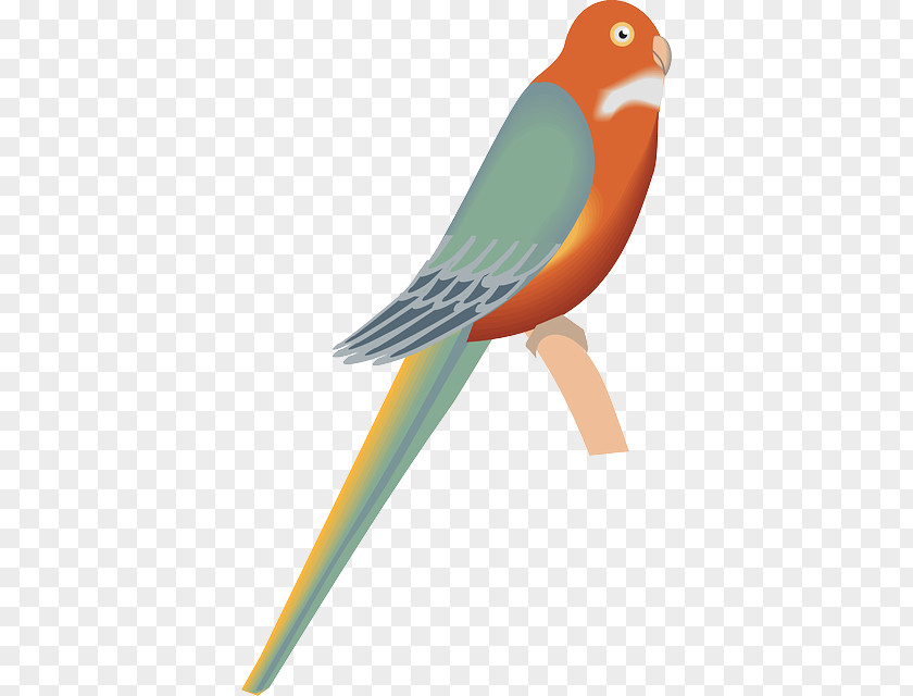 Bird Crane Beach Clip Art Image Openclipart Parrot PNG