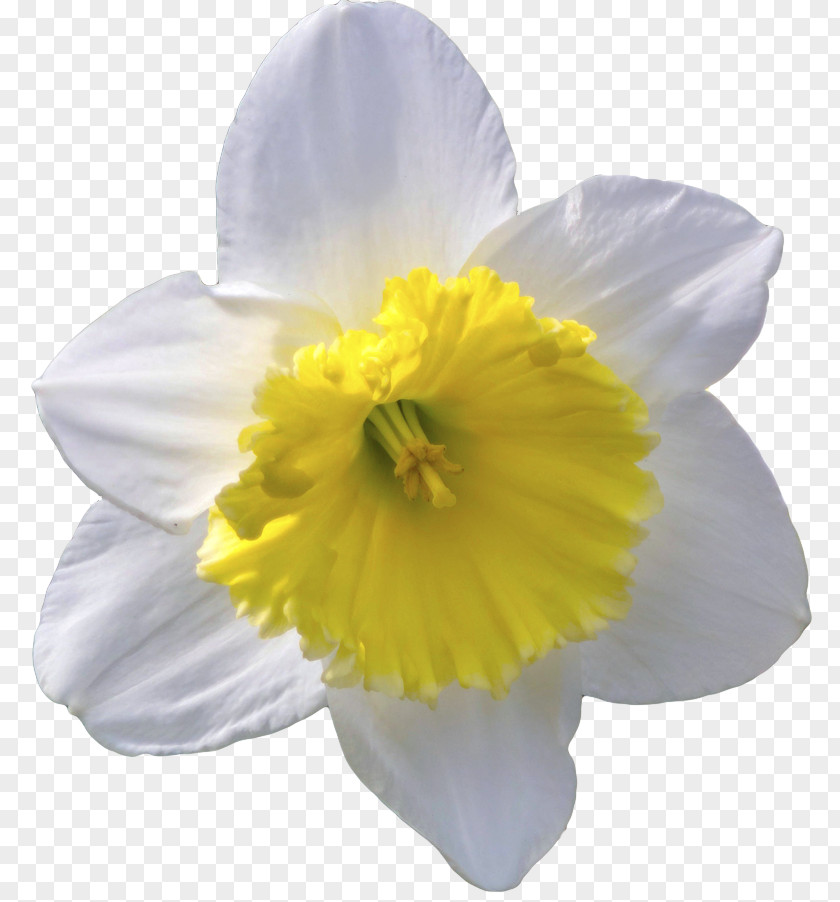 Daffodil Flower Lilium Columbianum Clip Art PNG