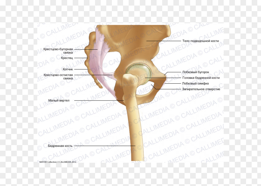 Iliopectineal Line Anatomy Bone Pelvis Hip PNG