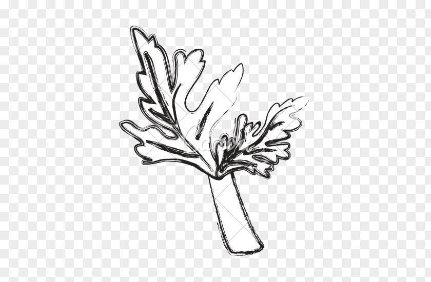 Mint Leaf Drawing PNG