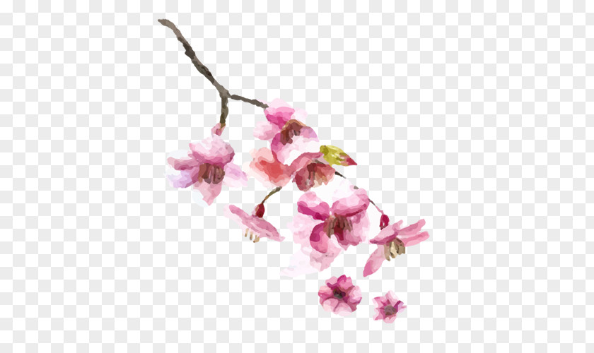 Pink Cherry Blossoms Japanese Cuisine Sushi Menu Blossom PNG