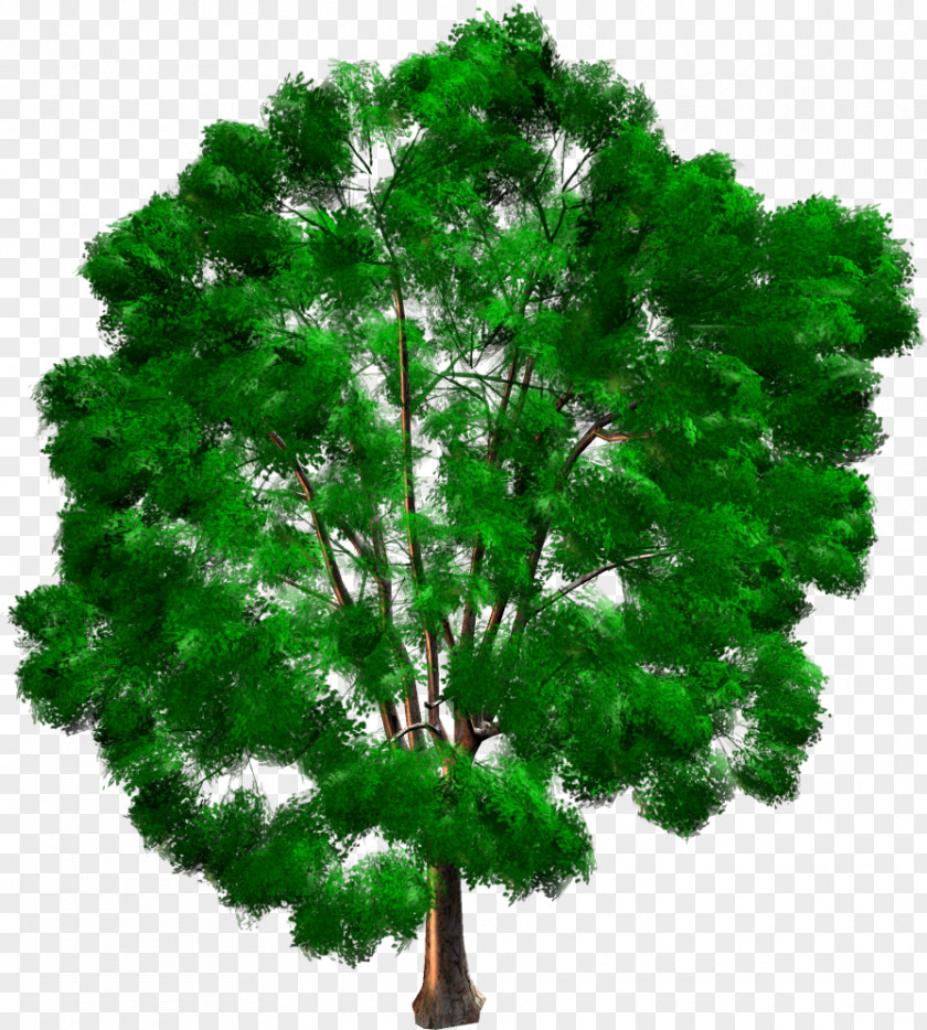 Tree Woody Plant Pine Evergreen Conifers PNG